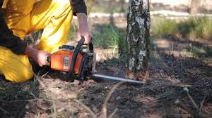 How Our Tree Care Process Works  in  Ramblewood, NJ