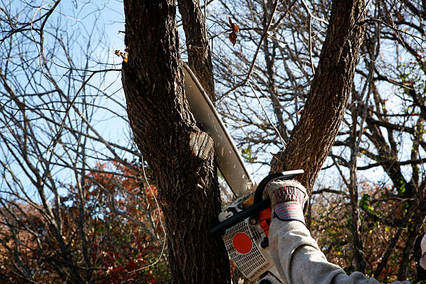 Best Root Management and Removal  in Ramblewood, NJ